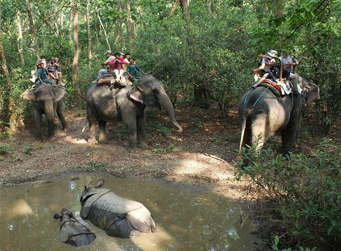 elefantes hambre coronavirus tailandia