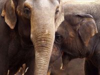 elefantes coronavirus tailandia