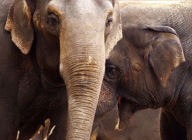 elefantes coronavirus tailandia