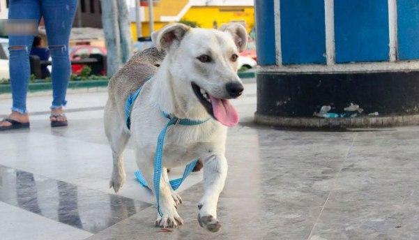 chato perro espera dueño muerto hospital
