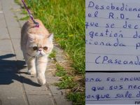 multa pasear gato coronavirus