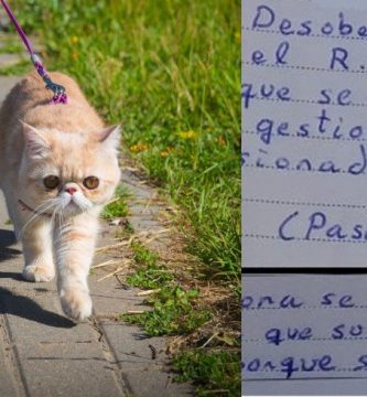 multa pasear gato coronavirus