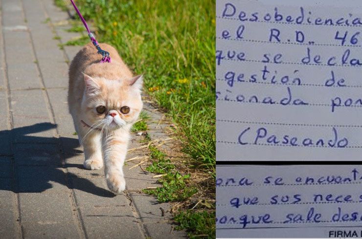 multa pasear gato coronavirus