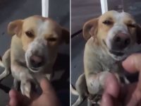 perro callejero agradece que le den comida