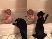 perro y niño se bañan juntos