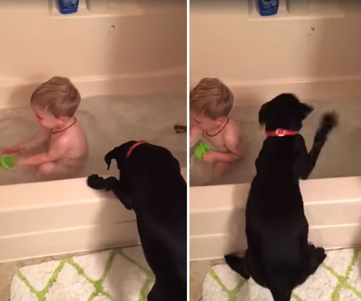 perro y niño se bañan juntos