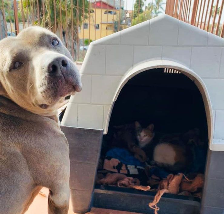 perro deja su casa a un gato
