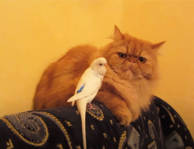 periquito ataca gato video