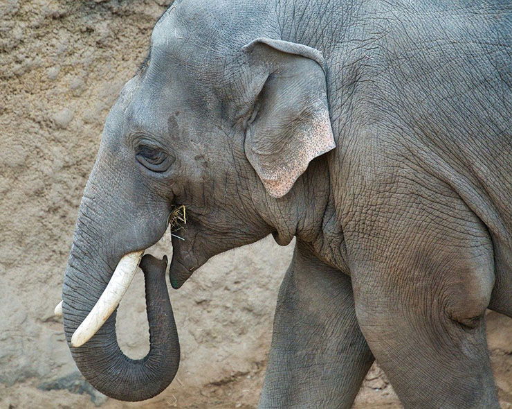 qué comen los elefantes