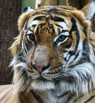 tigre infectado coronavirus