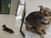 perro espera dueño hospital muerto coronavirus
