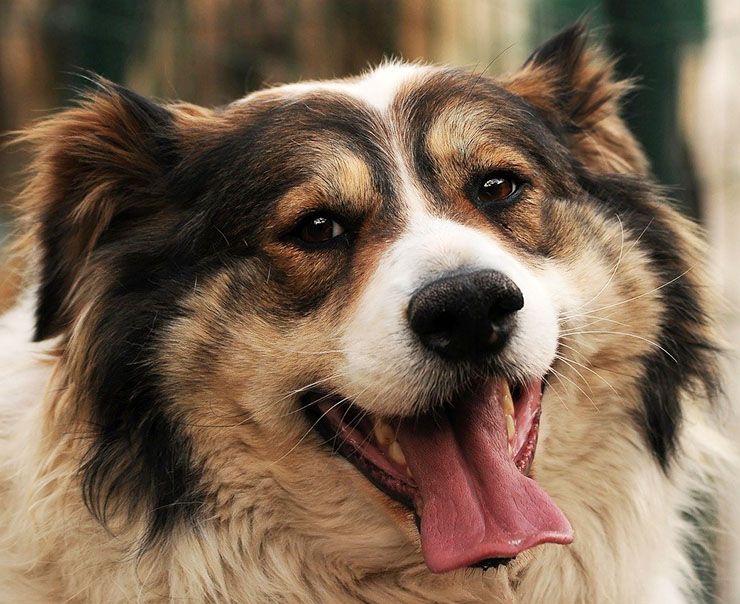 juez animales sentencias ejemplares