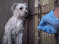 rescate de perro asustado abrazo