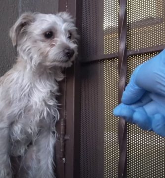 rescate de perro asustado abrazo
