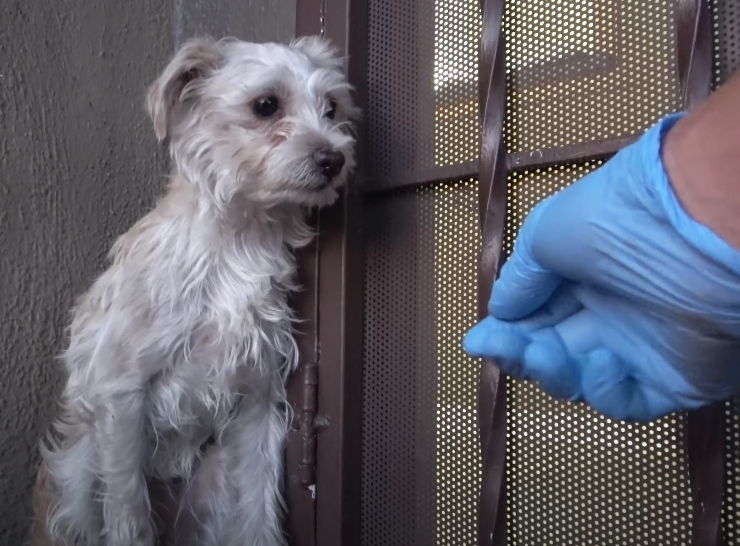 rescate de perro asustado abrazo