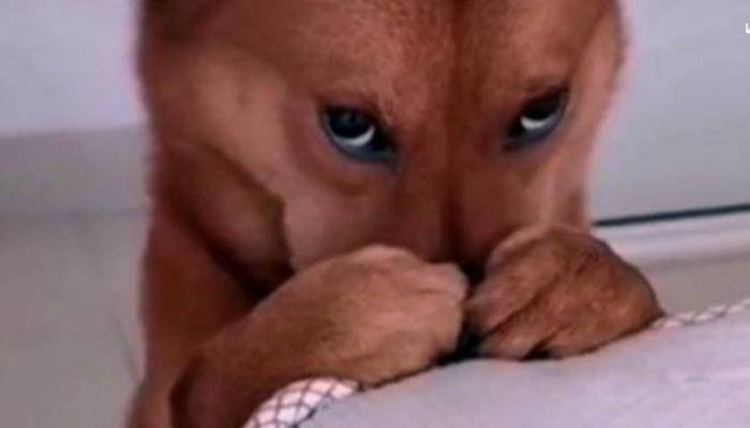 Divertida-reacción-de-un-perro-al-ser-regañado