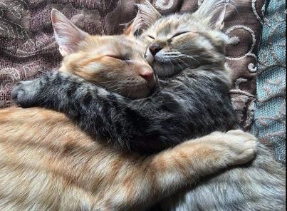 Gatos enamorados 