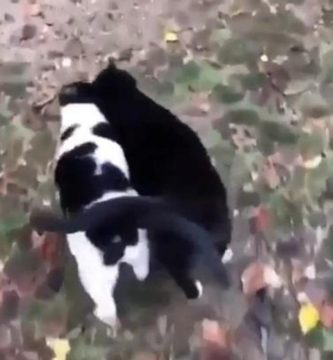 Gatos enamorados