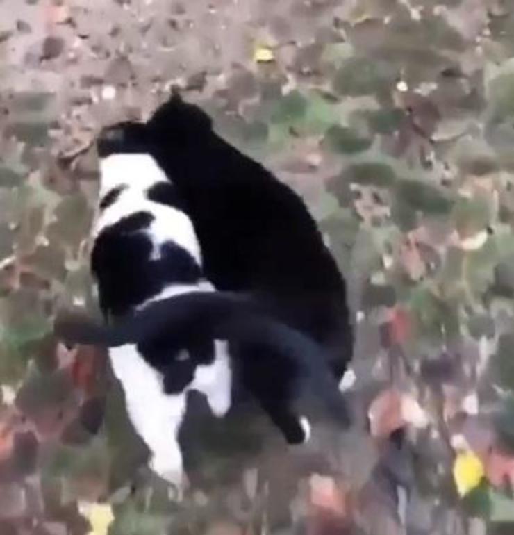 Gatos enamorados