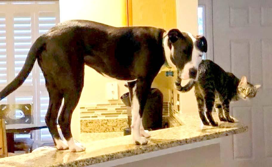 Perro que se cree gato