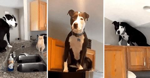 mako perro pitbull se cree gato