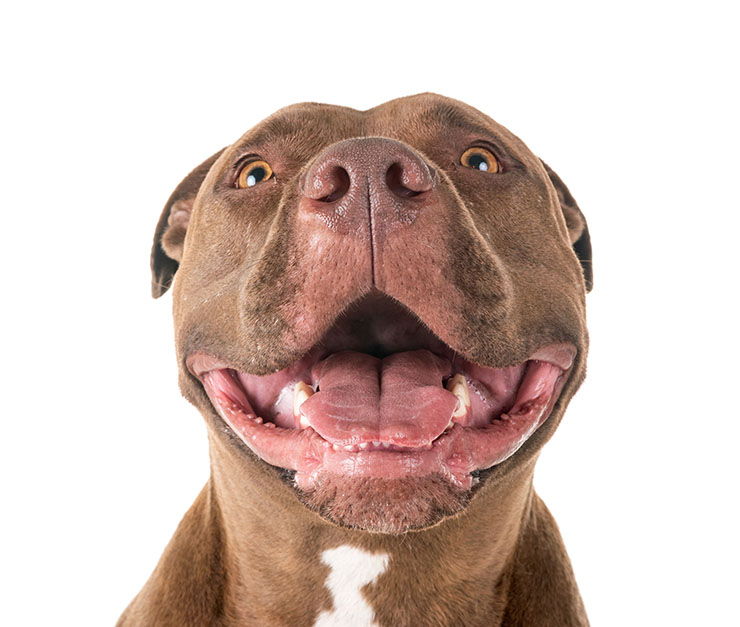 Janice Alcanzar carga Perros PITBULL (American Pitbull Terrier) | Todo sobre la Raza