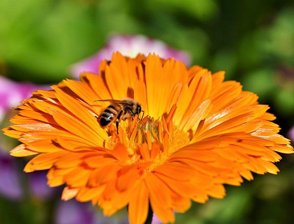 flores atraer abejas