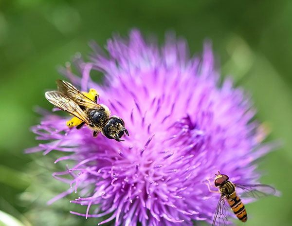 cómo atraer abejas