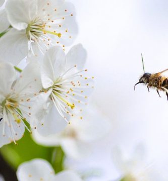como atraer abejas