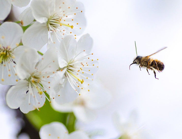 como atraer abejas