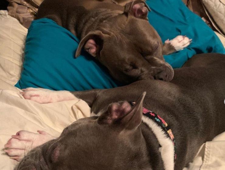 dos perras pitbull durmiendo juntas
