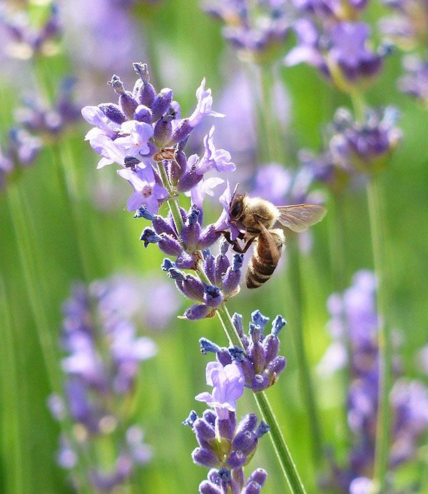 flores para abejas