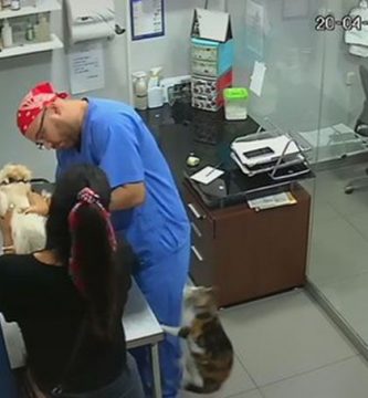 gato ataca veterinario para ayudar perro