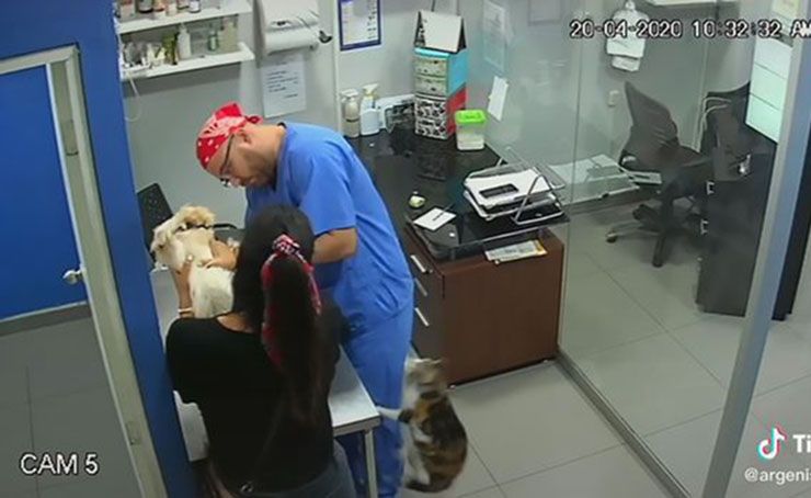 gato ataca veterinario para ayudar perro