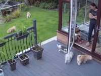 gato obliga perros desobedientes tik tok