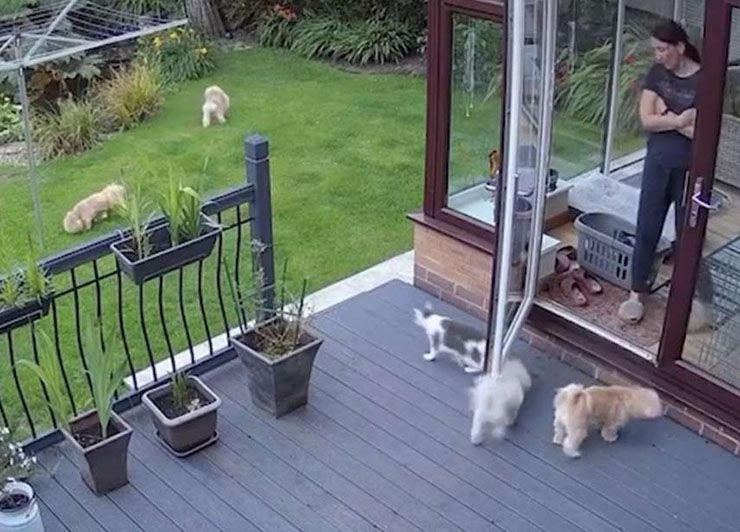 gato obliga perros desobedientes tik tok