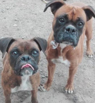 perros boxer abandonados persiguen vehículo