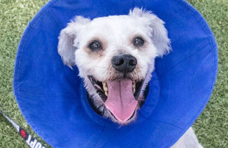 perro come mascarilla puede morir