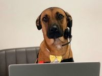 perro adoptado concesionario cansultor