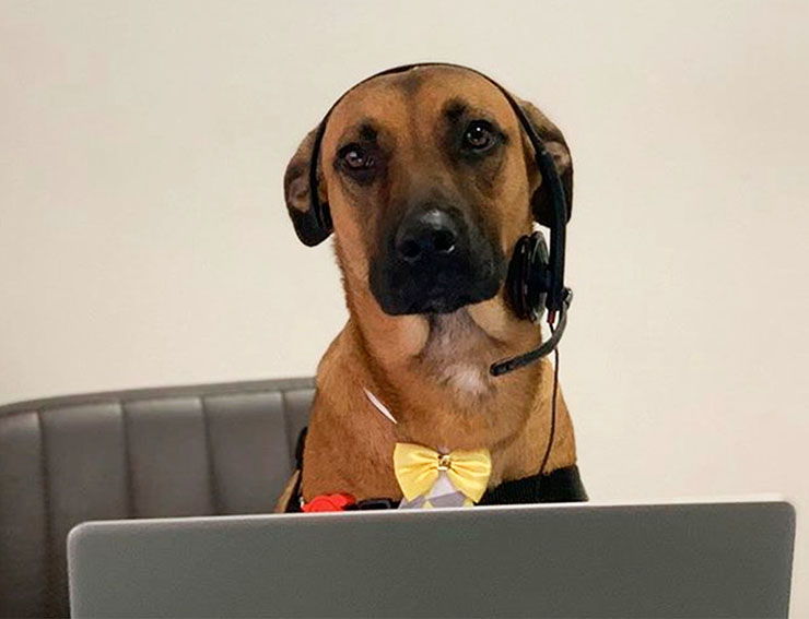 perro adoptado concesionario cansultor