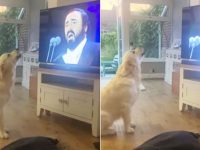 perro canta pavarotti video