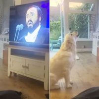 perro canta pavarotti video