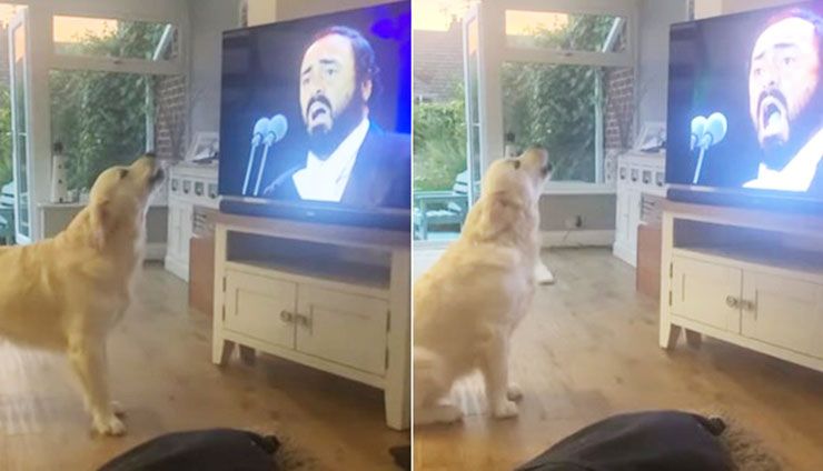 perro canta pavarotti video