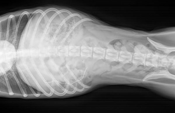 perro come mascarilla casi muere