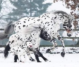 perro y dos caballos