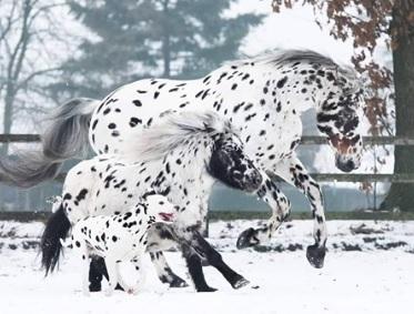 perro y dos caballos