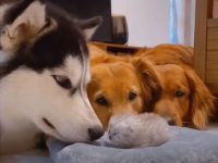 perros conocen gatito primera vez