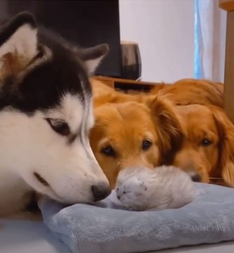 perros conocen gatito primera vez