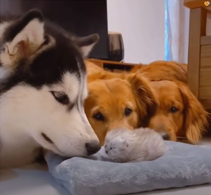 perros conocen gatito primera vez
