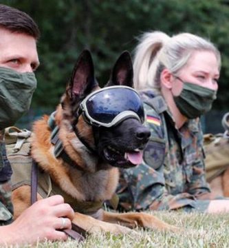 perros detectan coronavirus olfato